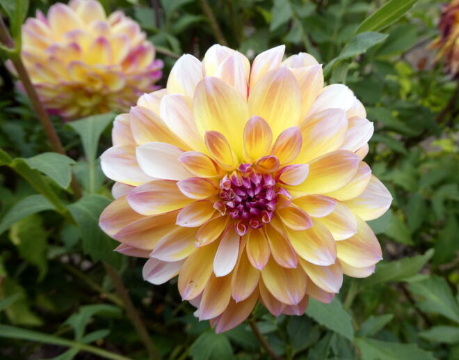 die letzte Blüten der Dahlien..