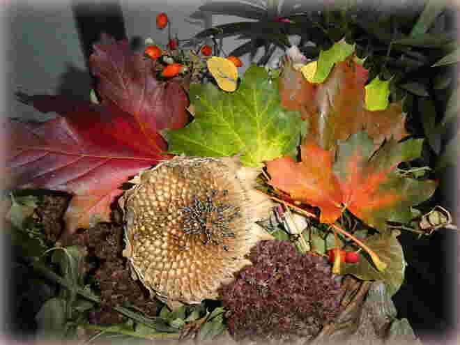 Herbstfarben 