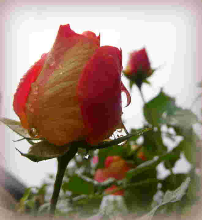 Rose im Regen..