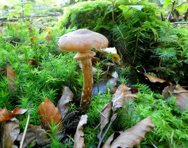 es gibt noch Pilze..