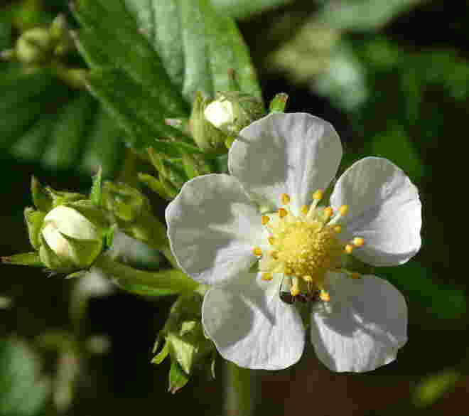 Erdbeerblüte