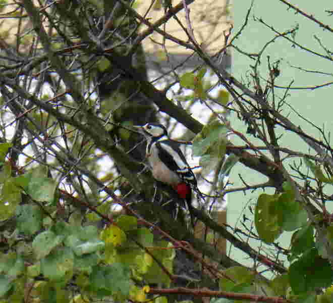 der Specht besucht uns wieder
