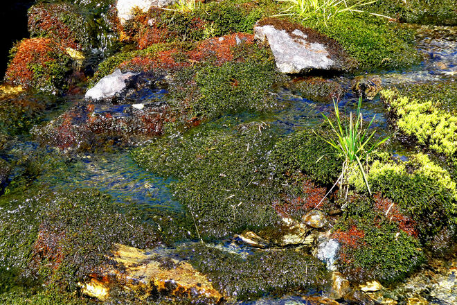 Farbenprächtige Moose ...