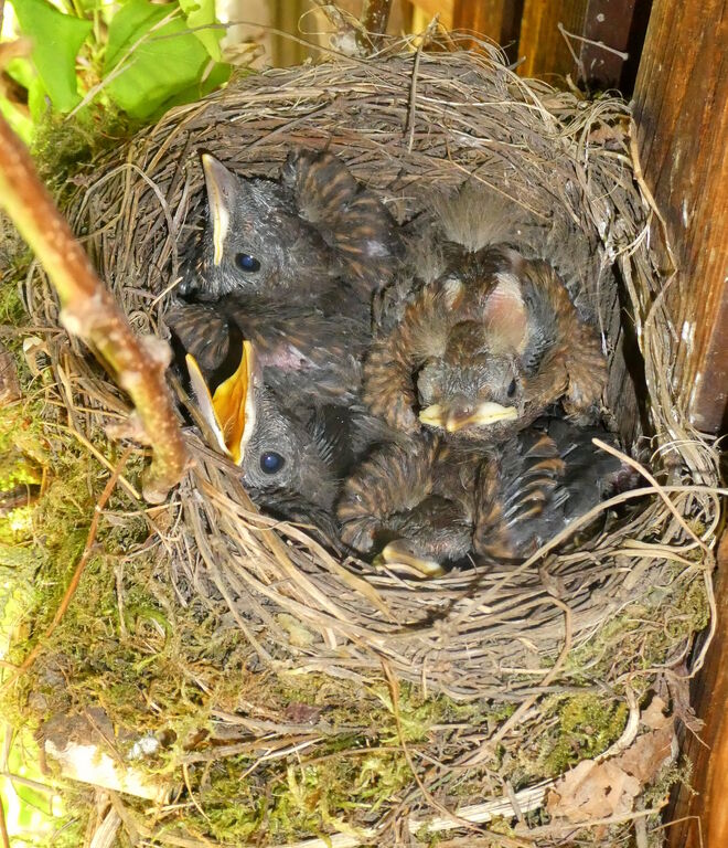 ,,sie sind geschlüpft