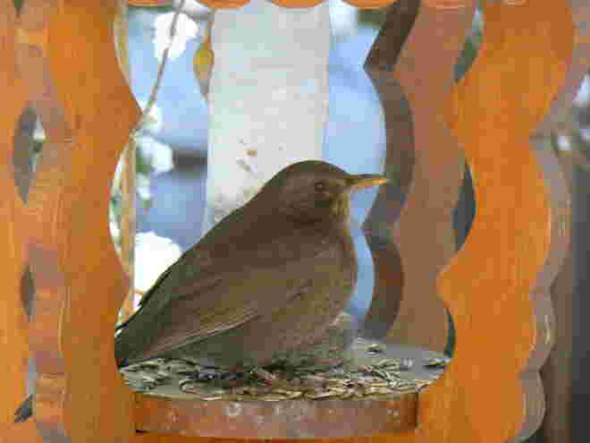 eine Amsel beim Futterhaus