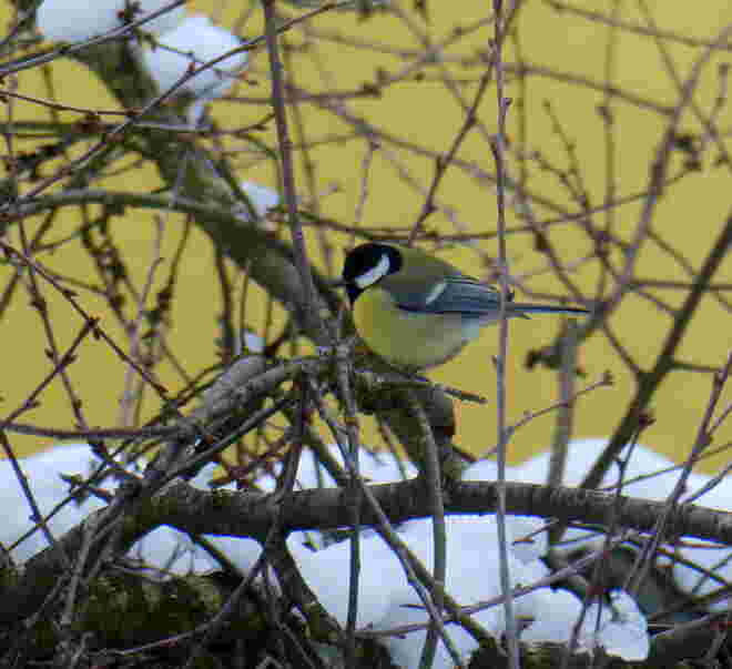 a Kohlmeise