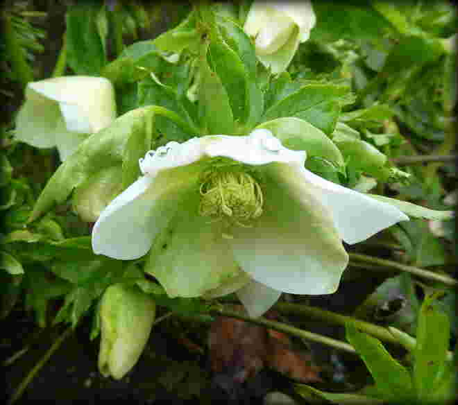 Christrose im Regen