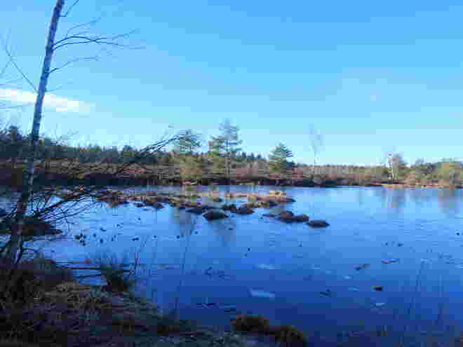 im Schönramer Moor