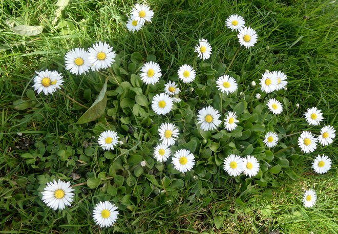 sie blühen noch immer..