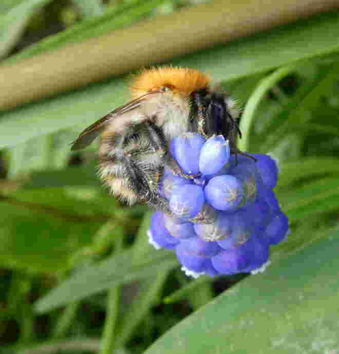 Traubenhyazinthe mit Besuch