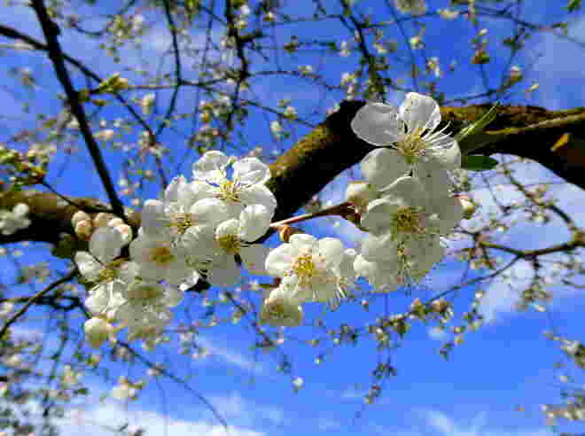 Kirschblüten
