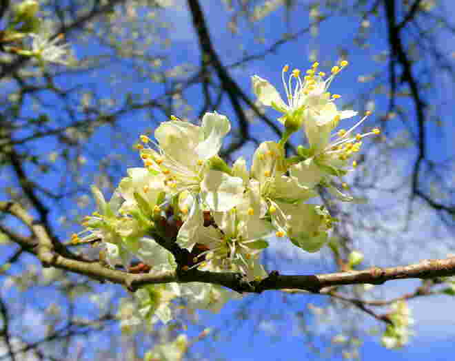 Zwetschkenblüten