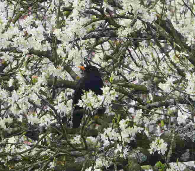 Herr Amsel..
