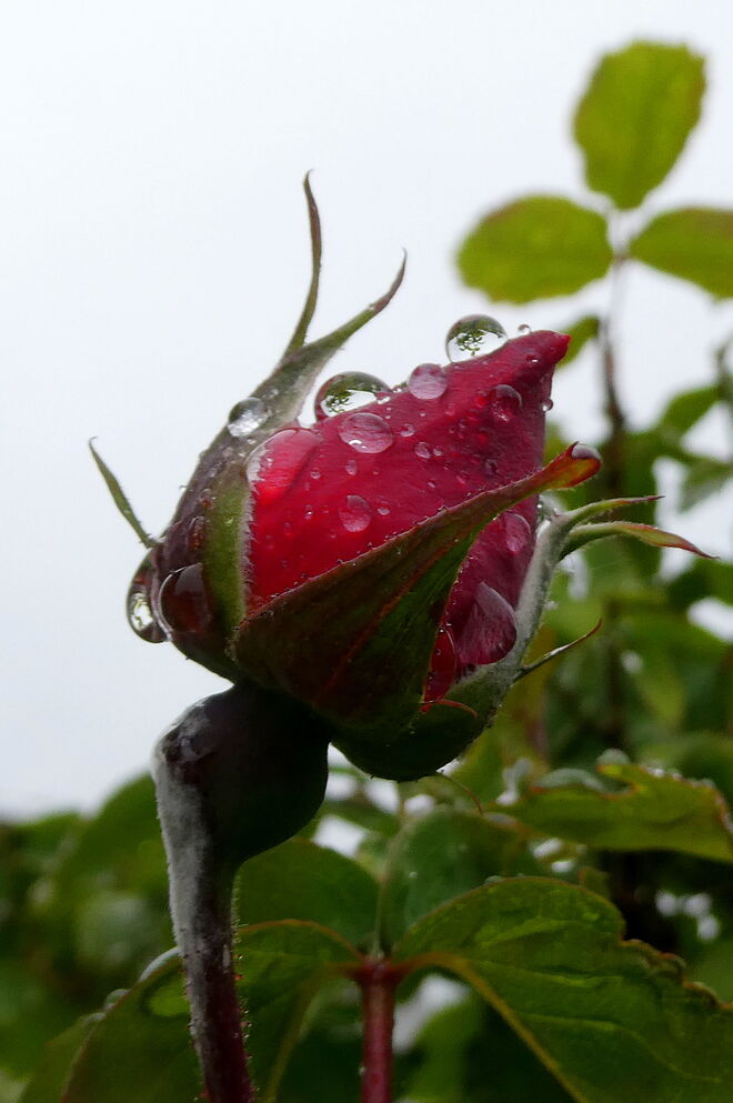Rose im Regen