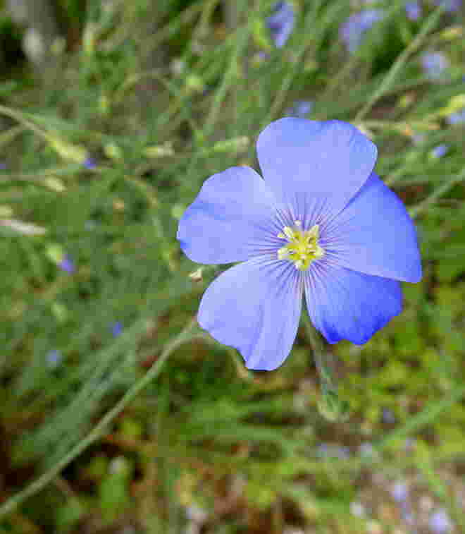 Flachs oder auch  Lein ...