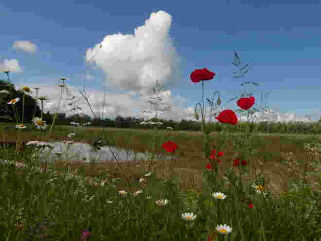 die Mohnblumen blühen...