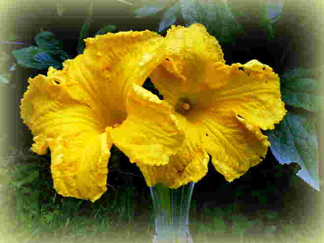 Kürbisblüten