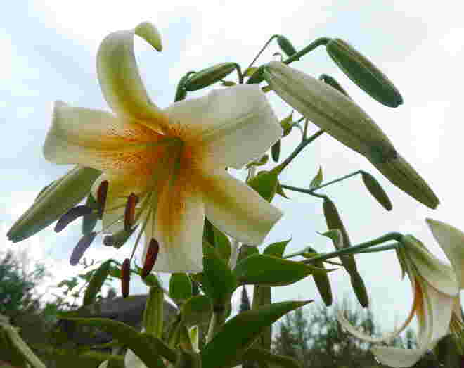 die Lilien blühen