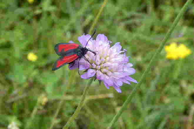 ein Widderchen auf der Witwenblume