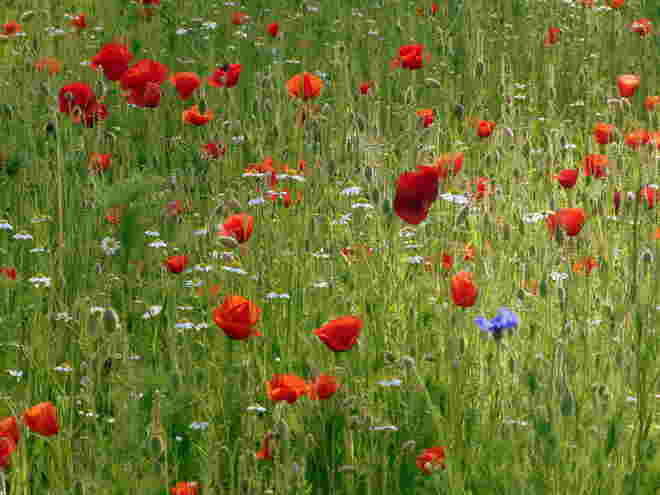 Mohnblumen