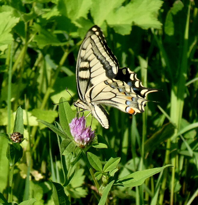 der Schwalbenschwanz ..