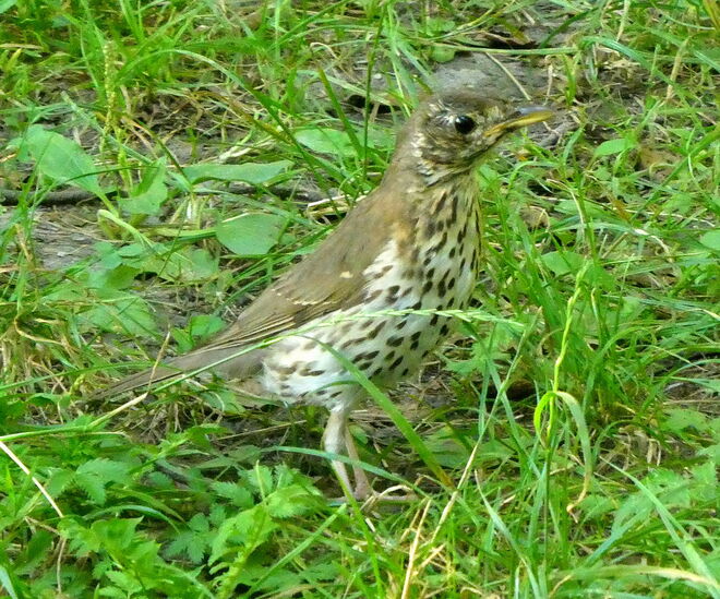 die Drossel am Badestrand