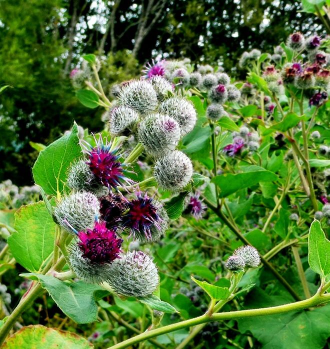 Zu Unrecht oft übersehen