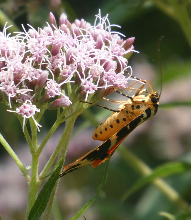 der russische Bär ...