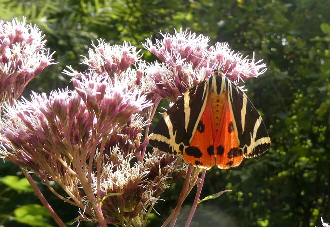 der russische Bär ...