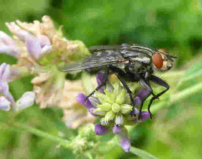 eine Fliege...