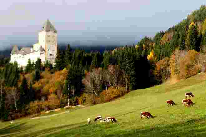 Von der Alm auf die Heimweide