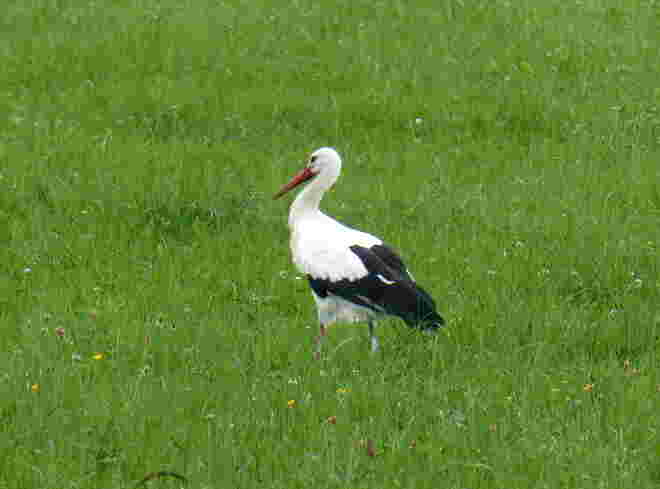 der Storch..