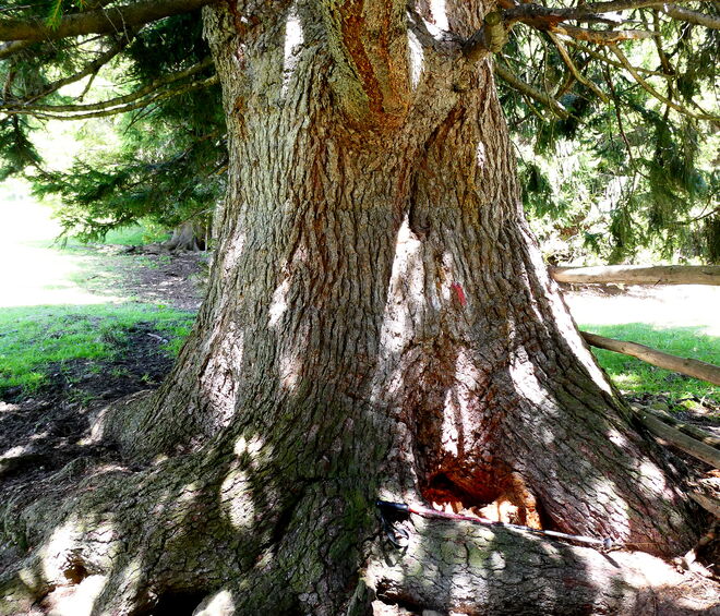 Für mich die mächtigste Fichte des Lungaues