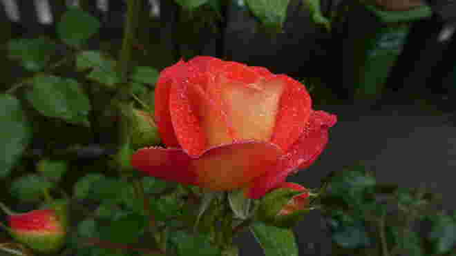 Rose im Regen