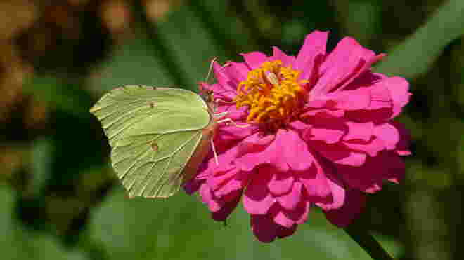 die Zinnien machen mir viel Freude