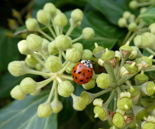 noch ein Marieenkäferl