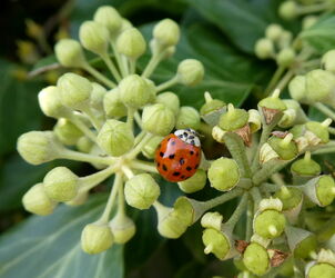 noch ein Marieenkäferl