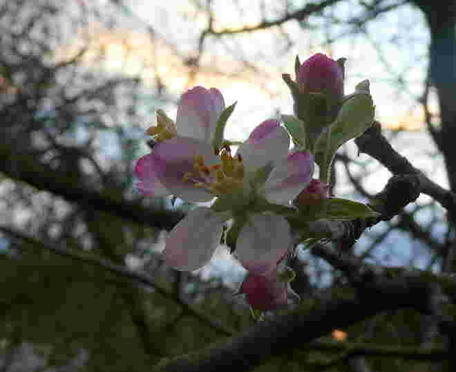 der Apfelbaum blüht