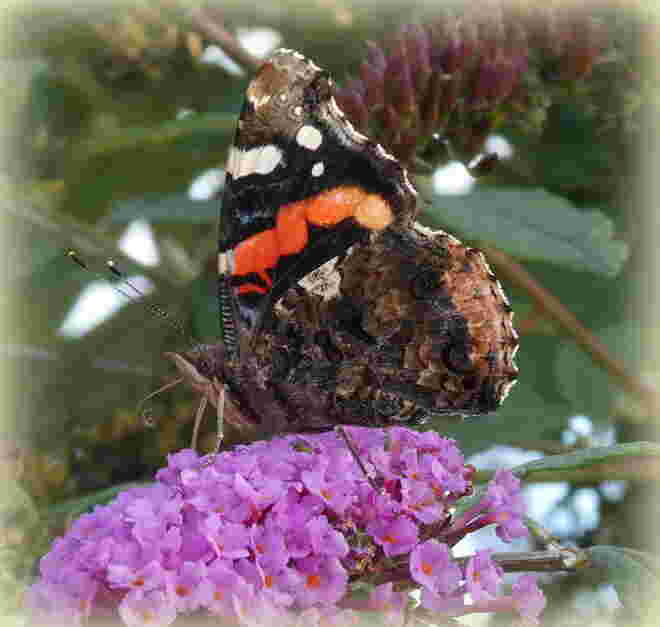 der Admiral..