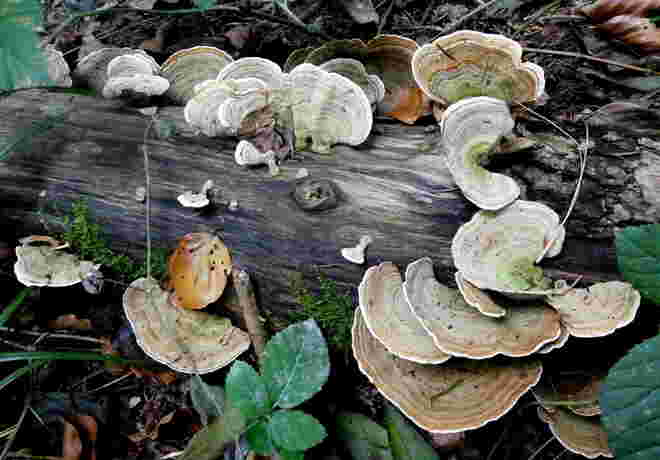 Stockschwamm