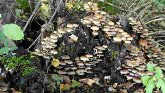 Pilze..