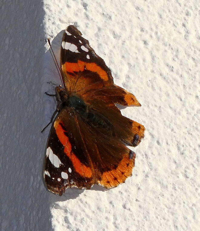 gestern besuchte uns der Admiral