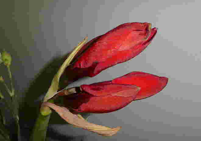 Amaryllis