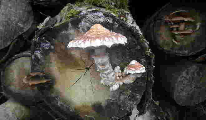 Winterpilz