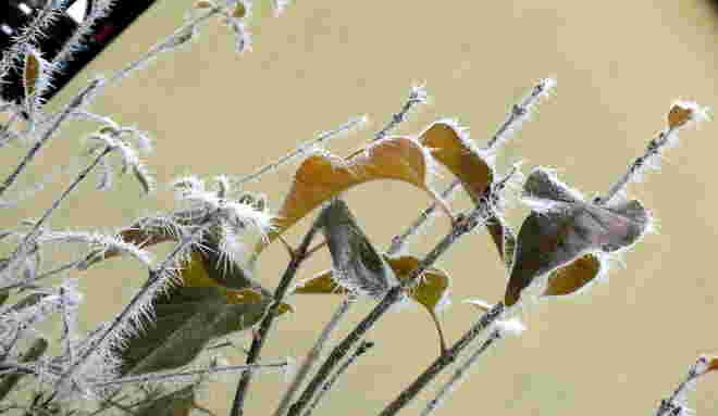 Raureif
