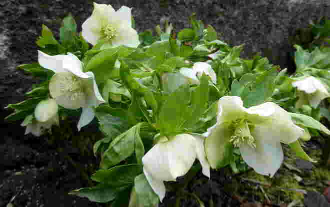 im Garten...