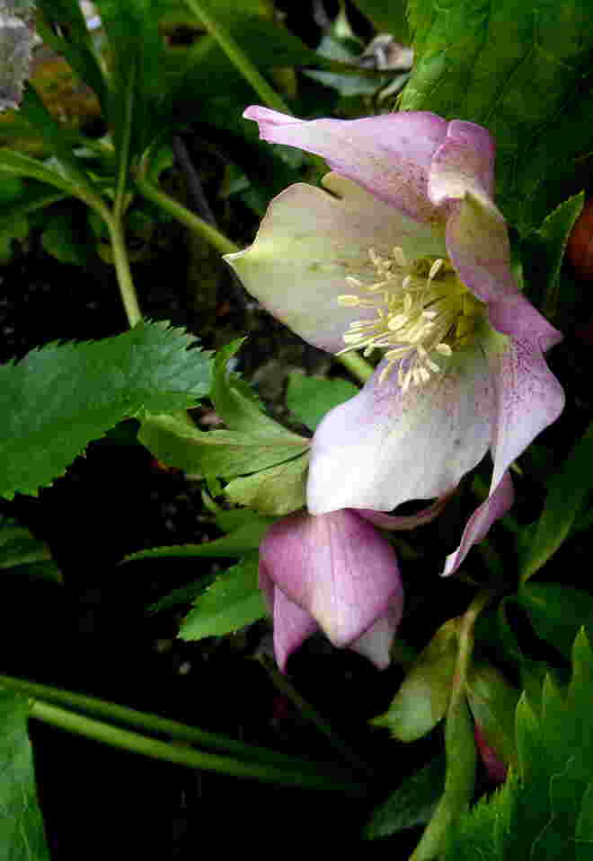 im Garten...