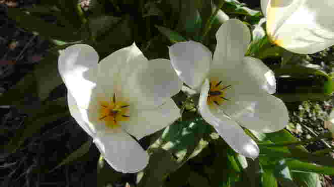weiße Tulpen