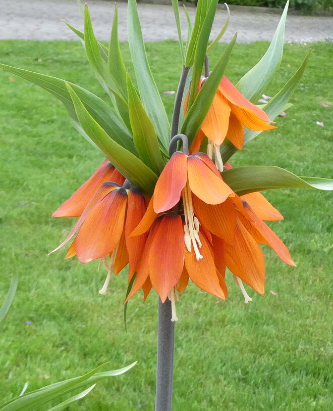 die Kaiserkrone blüht