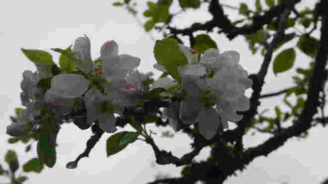 Apfelblüten im Regen